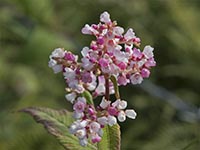 Persicaria campanulata